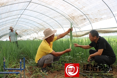 爱国村归雁 020.JPG